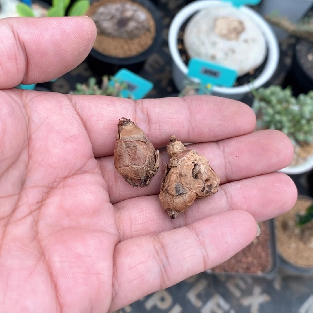 肾叶杨奎多肉植物