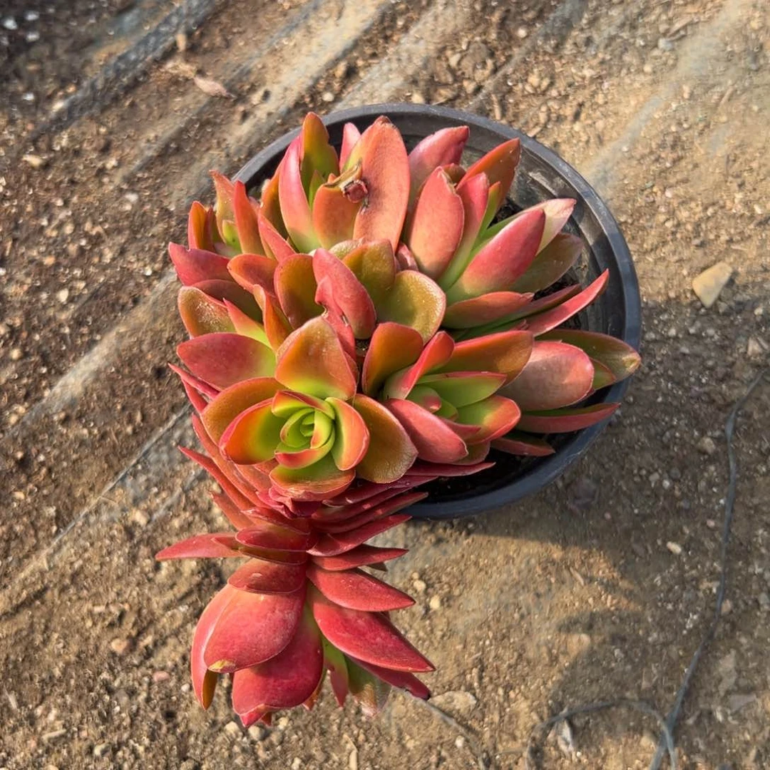 多破四座无言星欲稀植物中