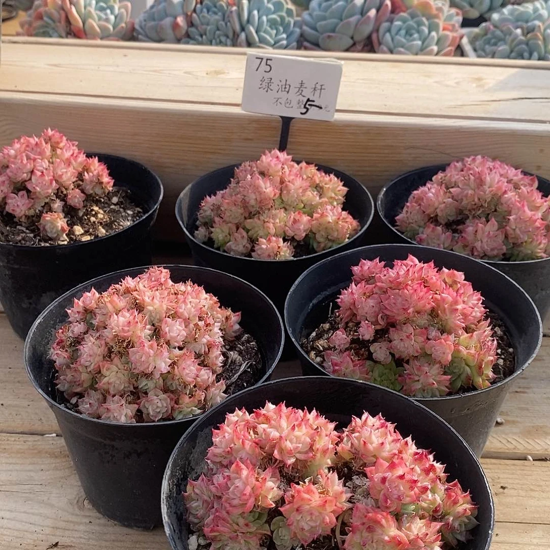 75绿油麦杆 福利多多