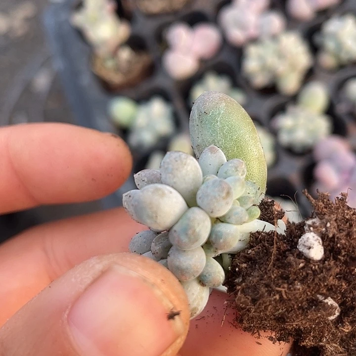 汤圆带板子随机发满18包邮