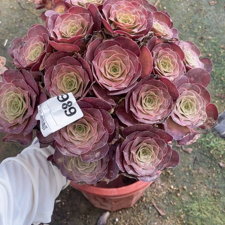 多肉魅金玫瑰法师989