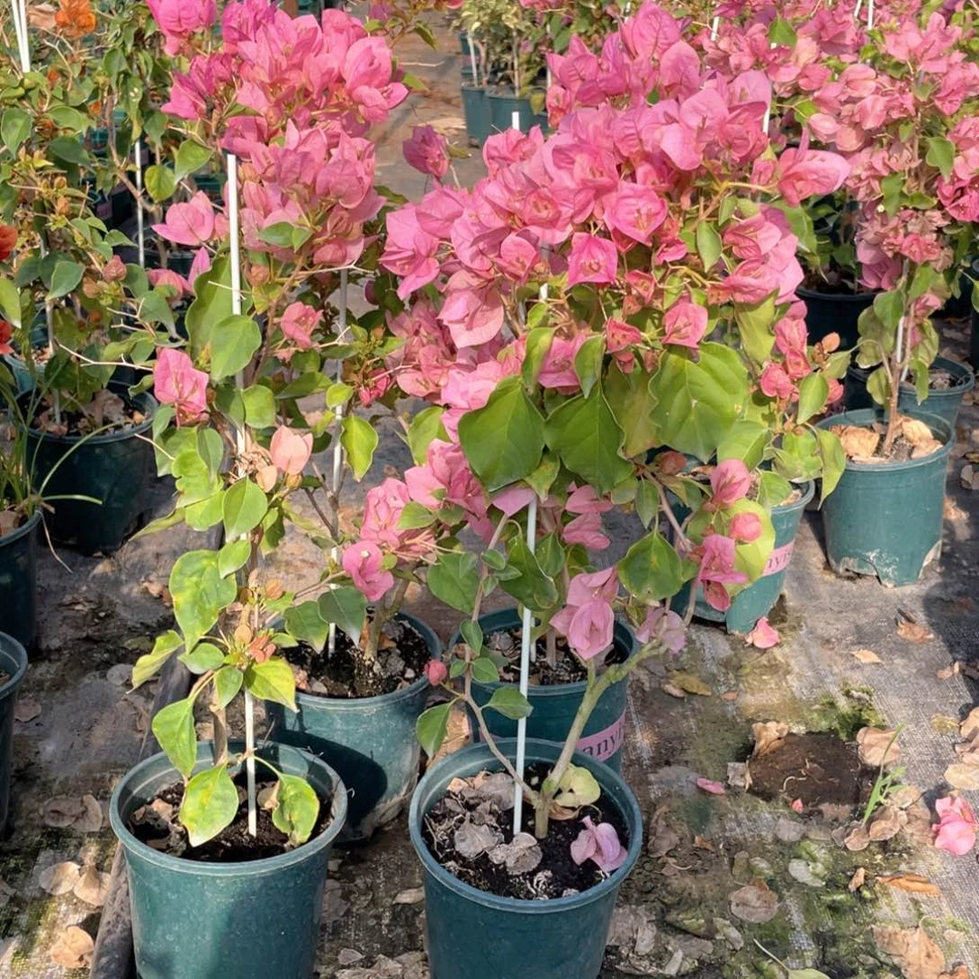 全部花朵暗斑丽人一盆