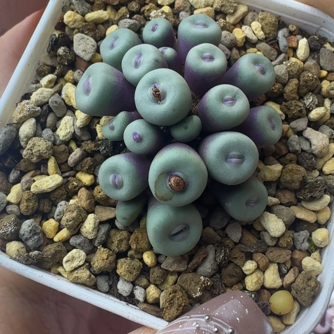 20号小红嘴一物一拍嘟嘴0.4-0.7