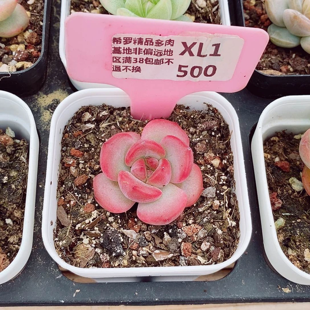 l****林新品4cm多肉植物