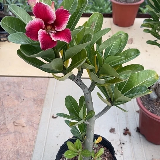 完全开放丽*单瓣063