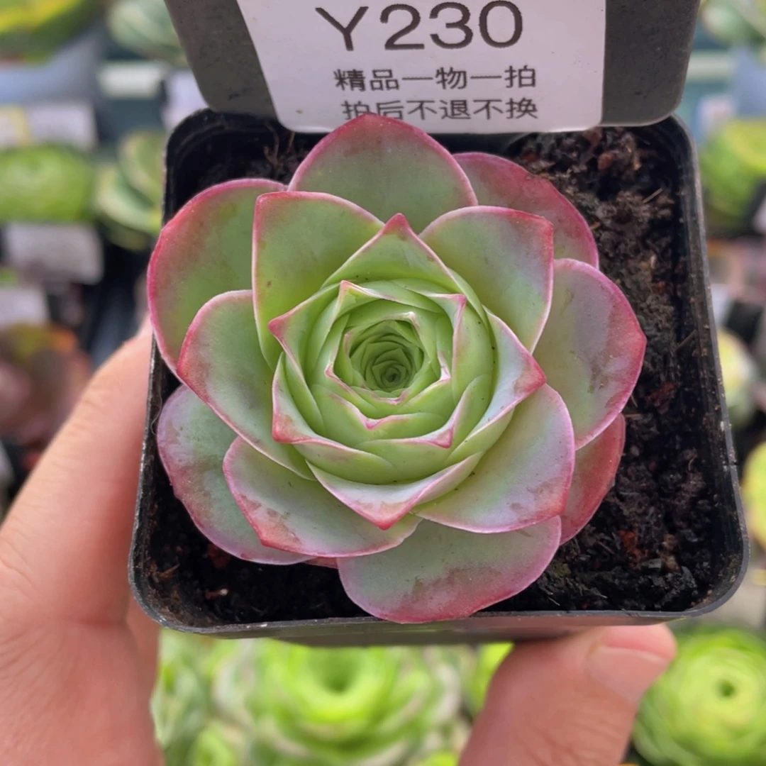 黄杂新年福利230一物一拍