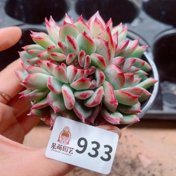 多肉植物多肉植物