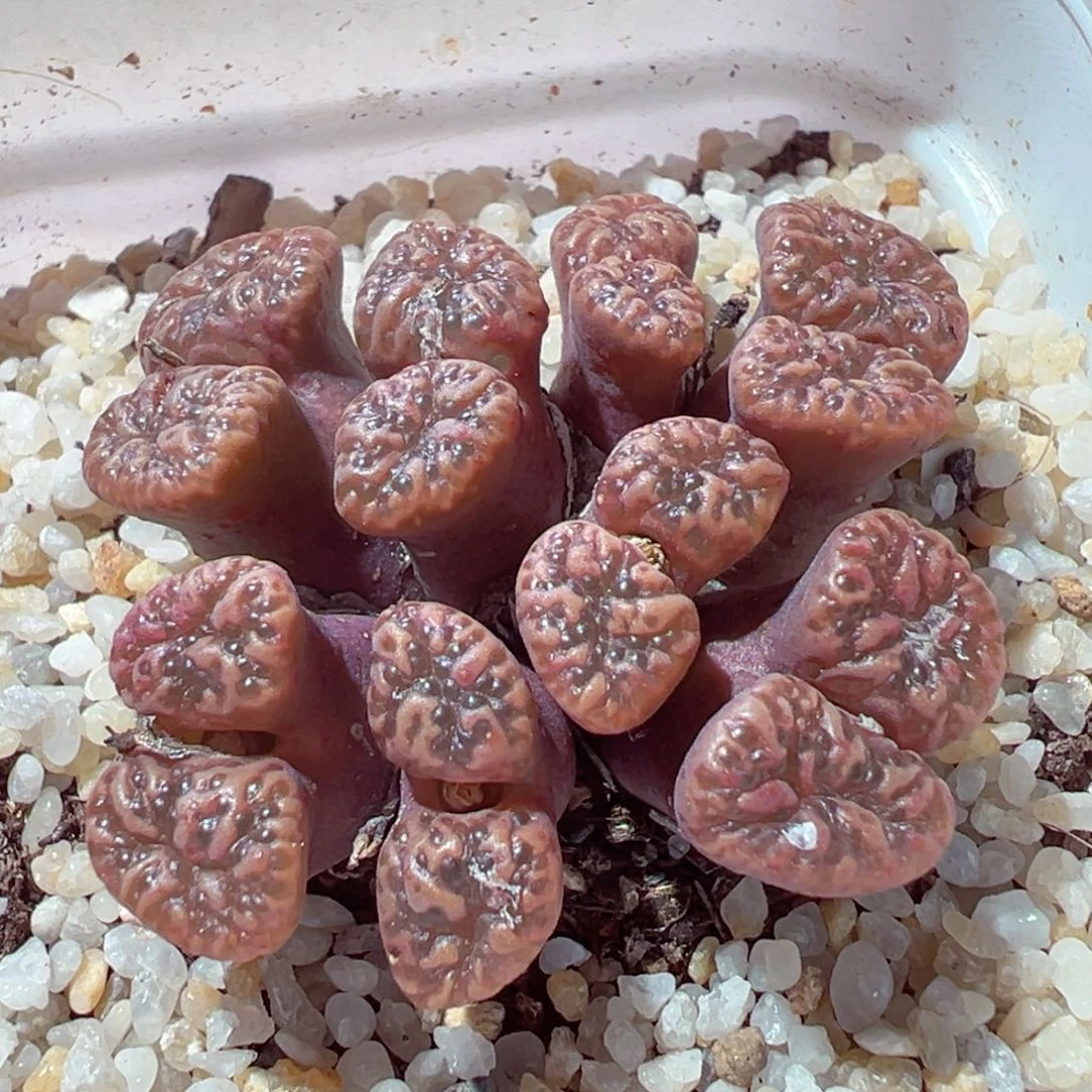 104-475多肉多肉泡泡勋章