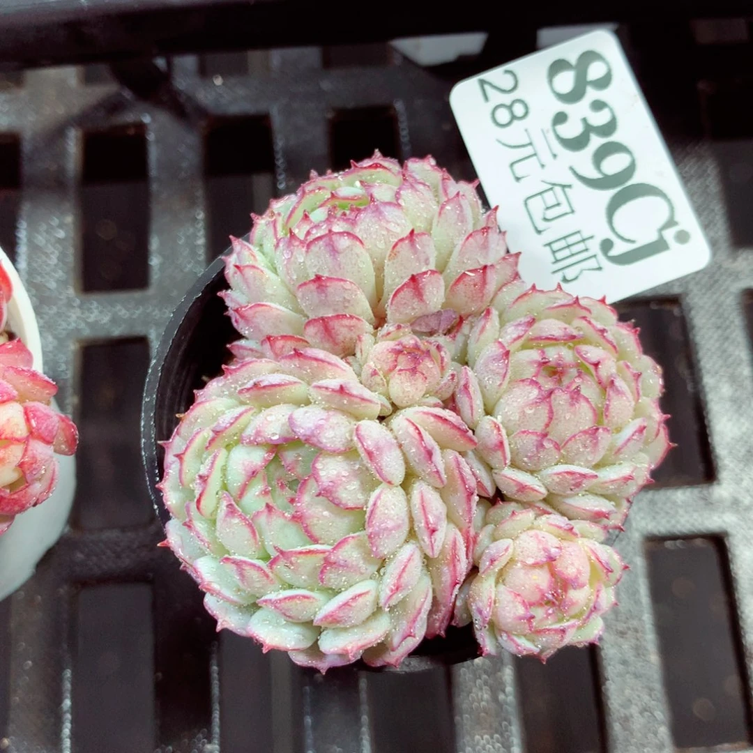 5厘米盆精控多肉839