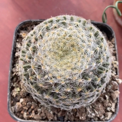 大明星单6仙人球