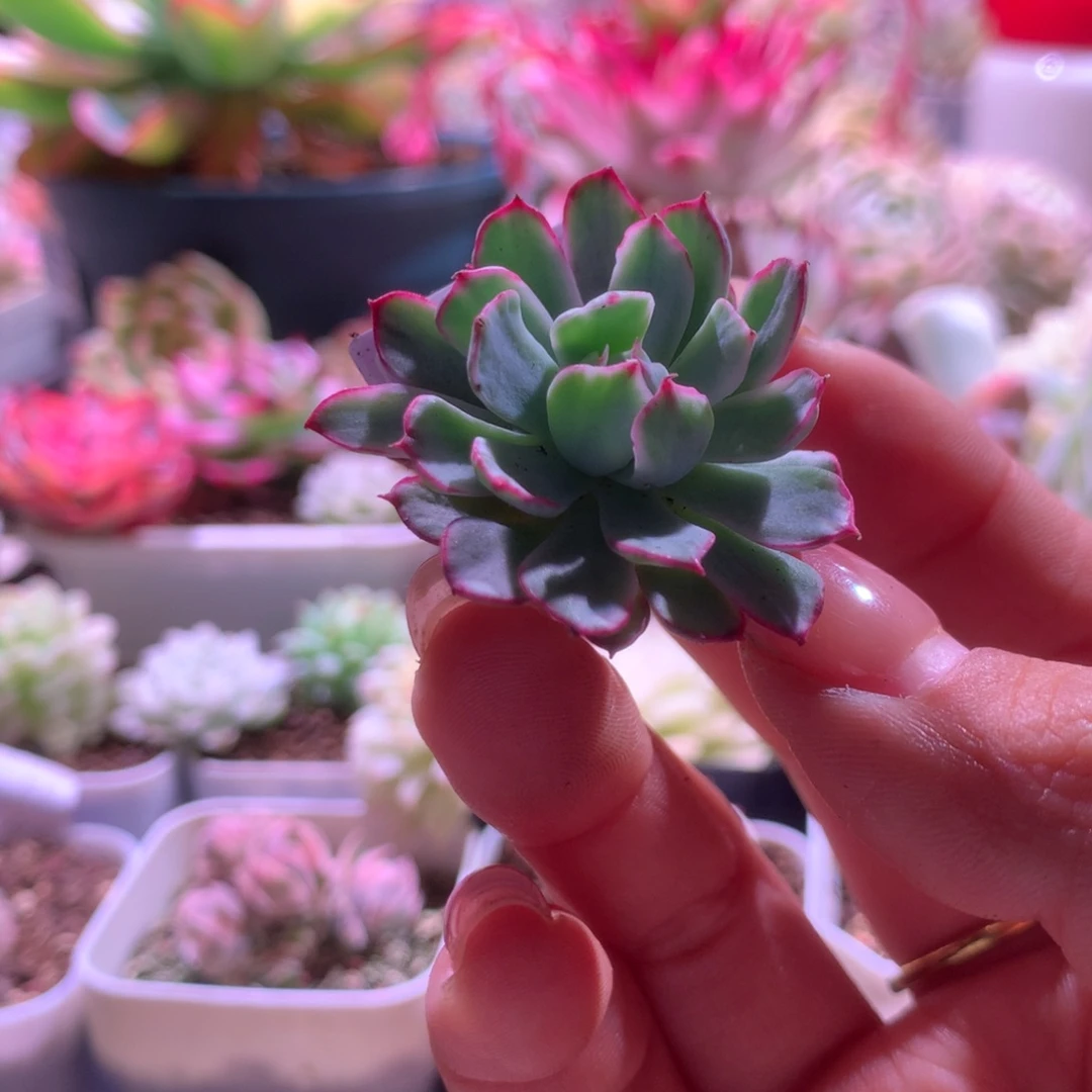 恩希诺杂覆轮锦有根