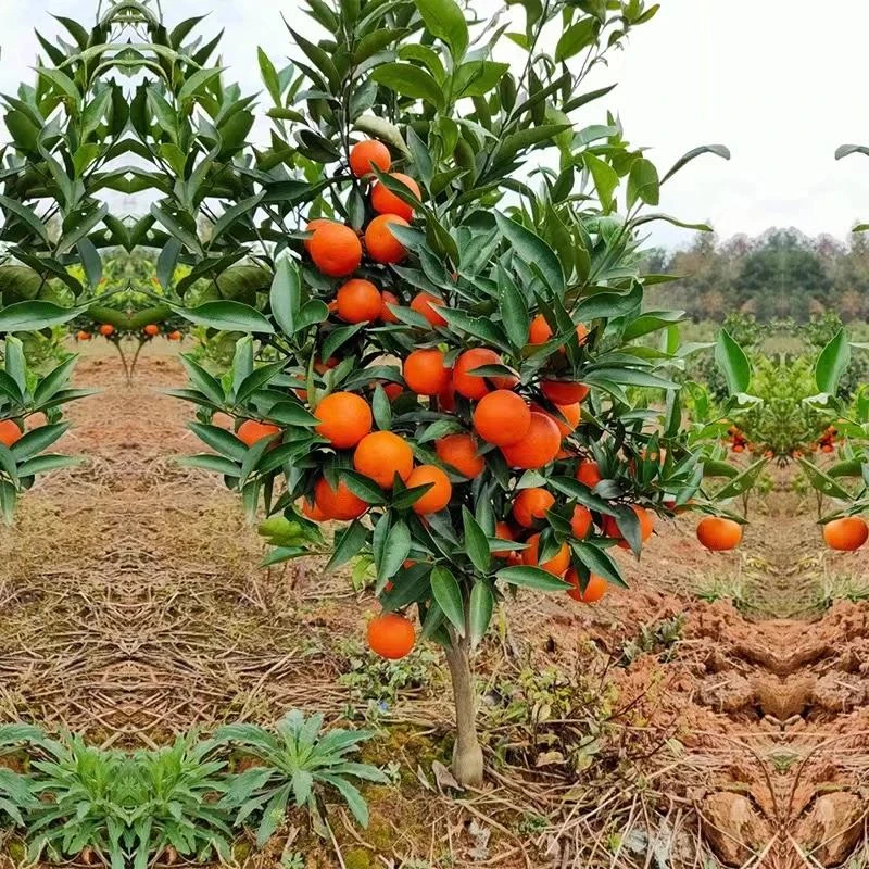 沙糖桔子树苗地栽果树果苗砂糖橘子树果苗盆栽南北方种植当年结果
