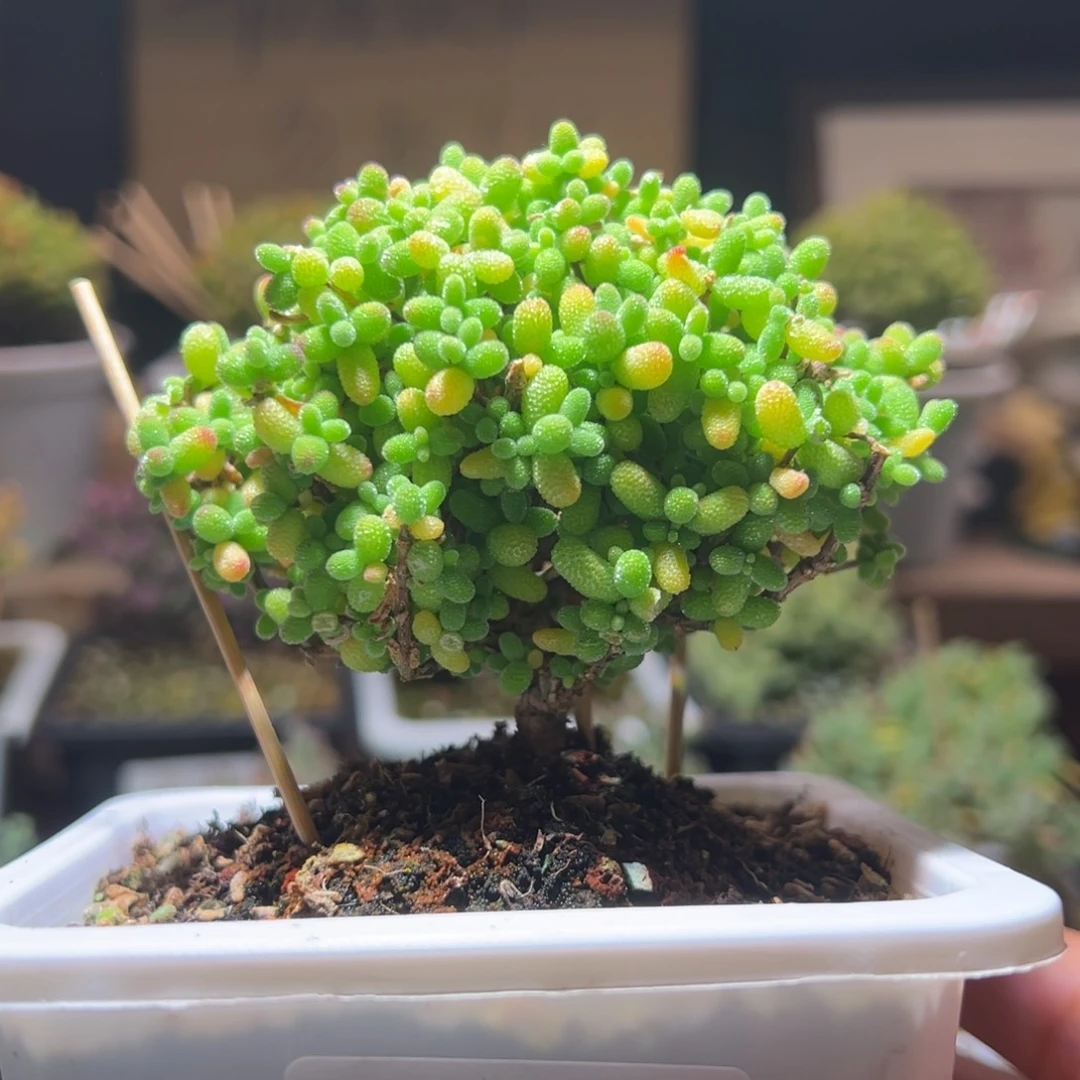 40金桔一物一拍包开箱