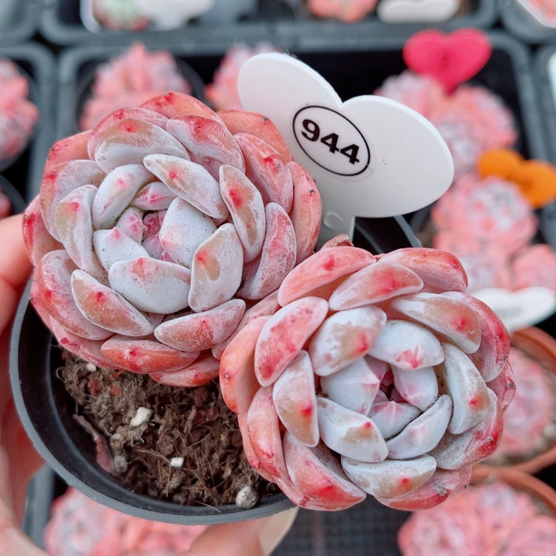 944号小老桩橙梦露双头