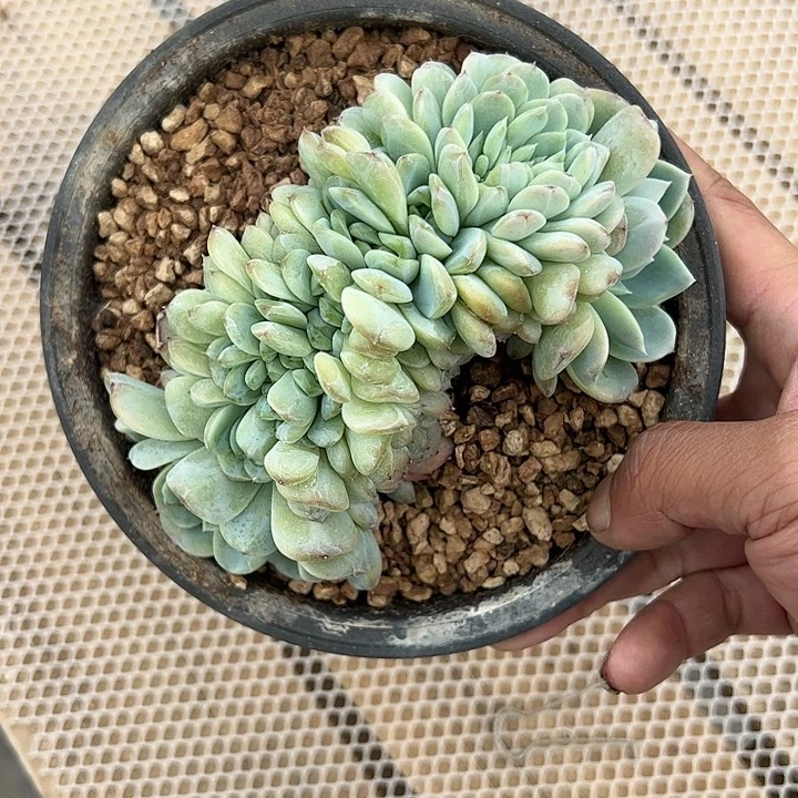 【闪购商品】冰魄缀
