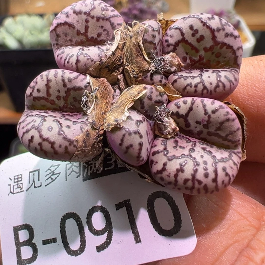 多肉植物111111111111