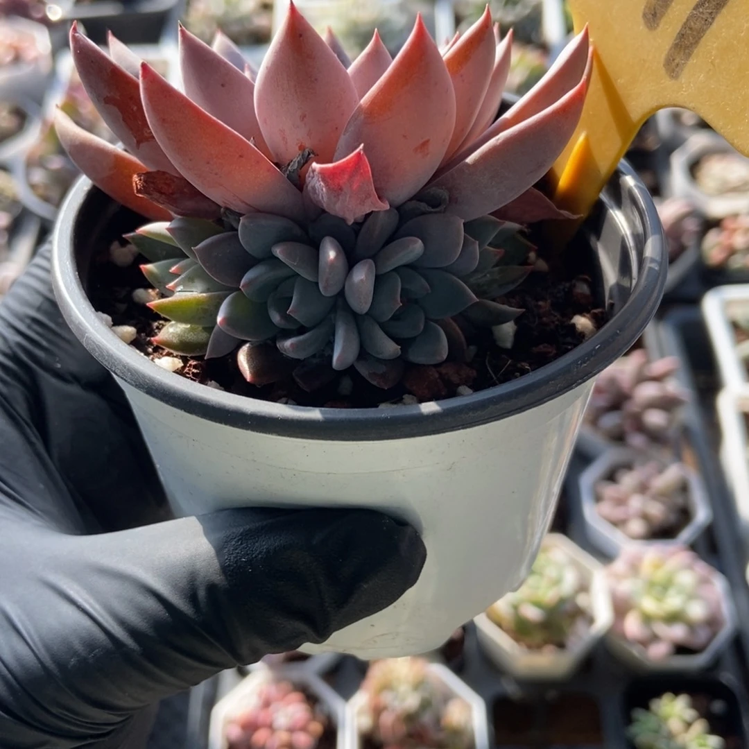 2111青轨多肉植物多肉