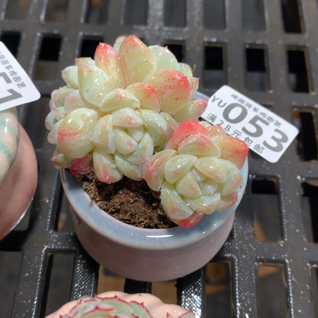 肉萌萌拇指盆精控多肉YU053