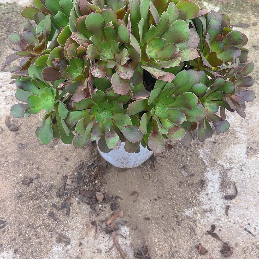 流星雨多肉植物老庄