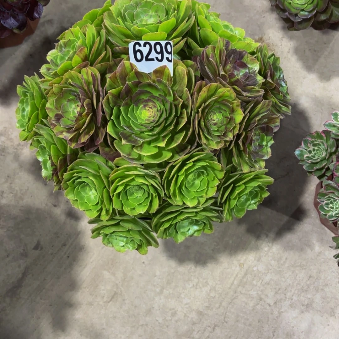 无花朵6299花月夜1111111