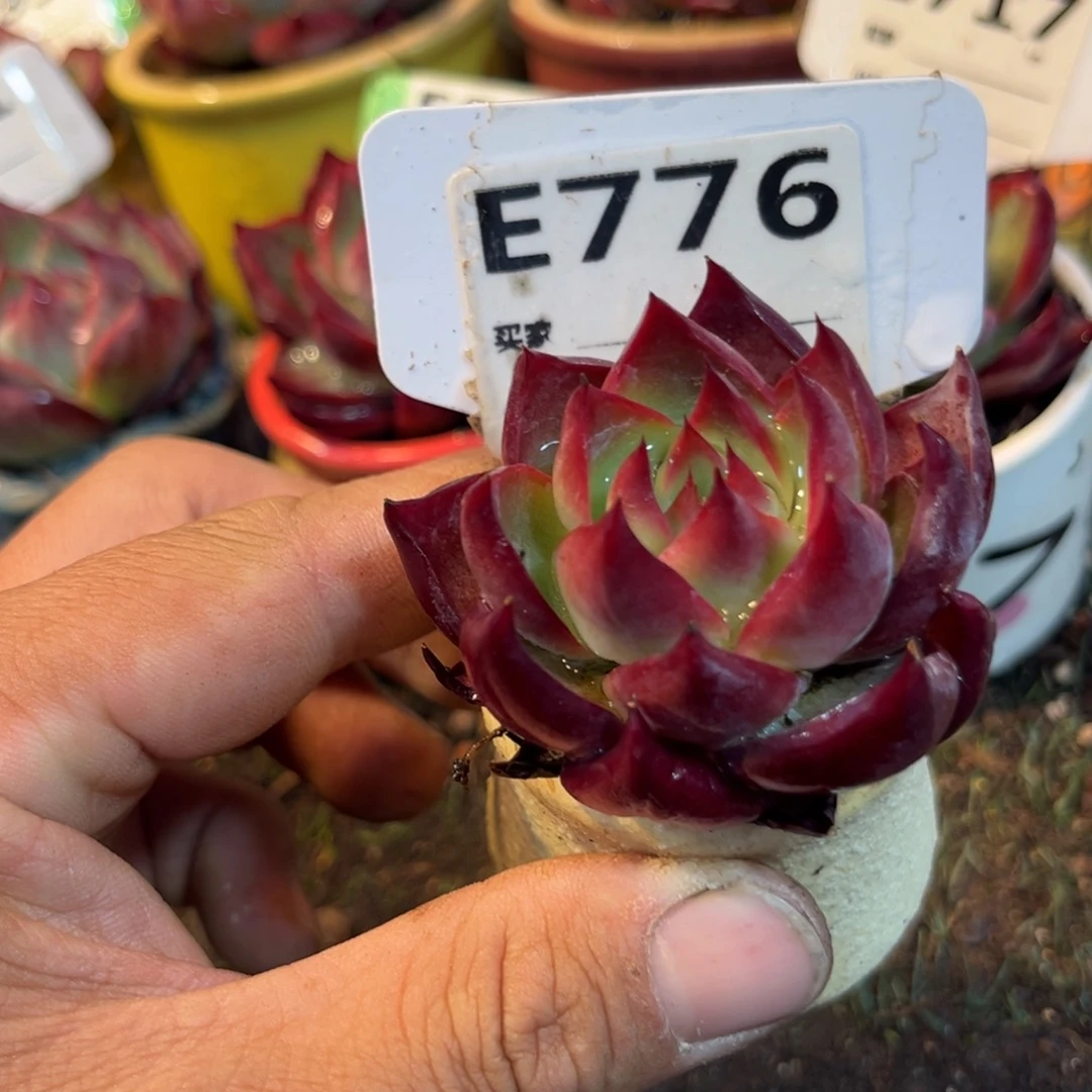 惊鸿一瞥776号多肉