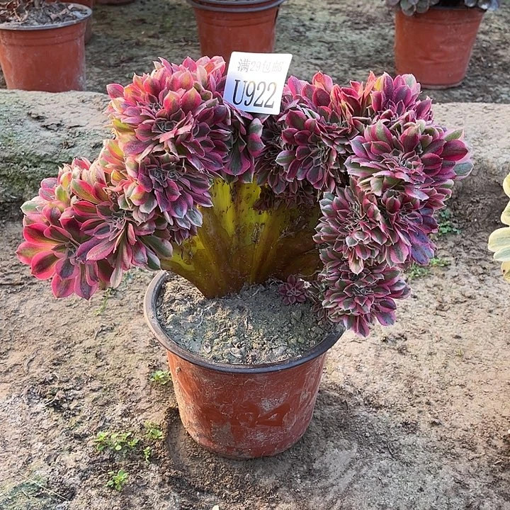 922粉女巫缀     多肉植物