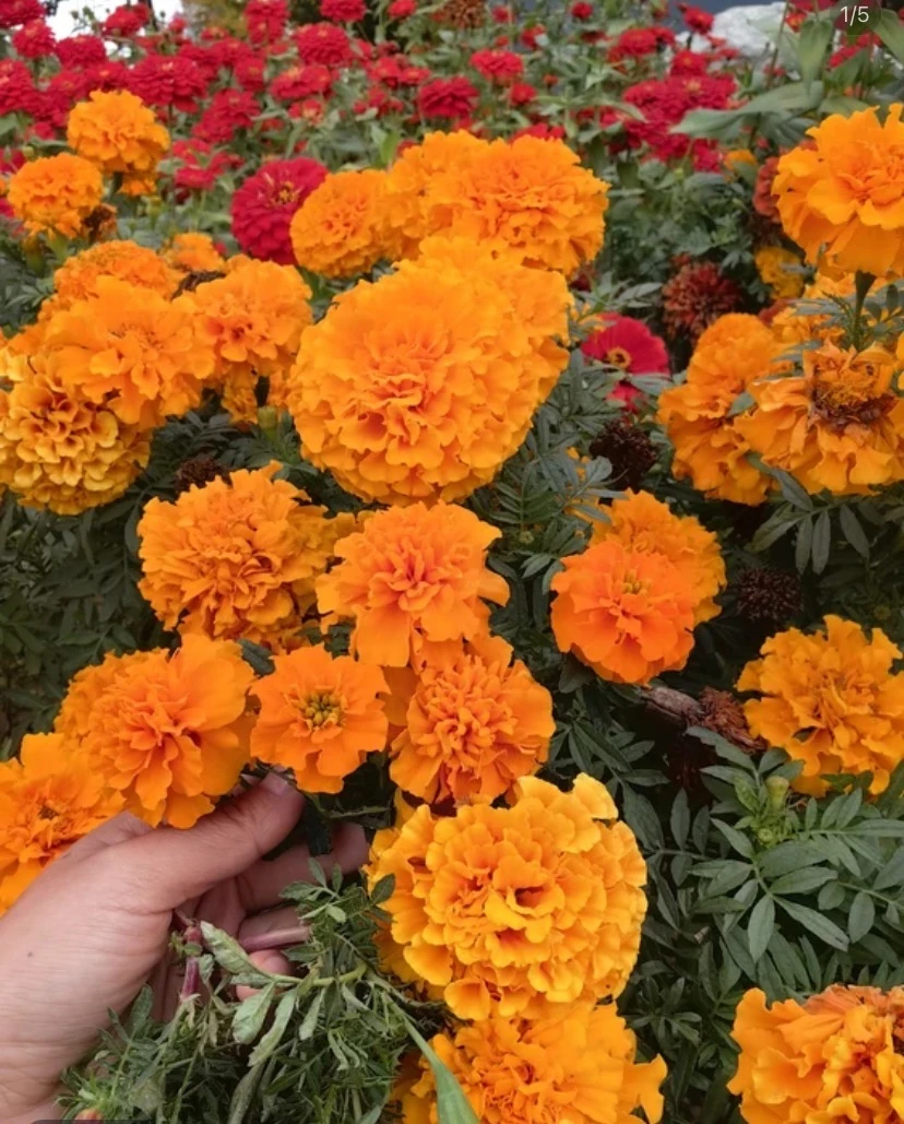 【万寿菊种子】耐寒耐热四季播种园艺园林景观工程绿化