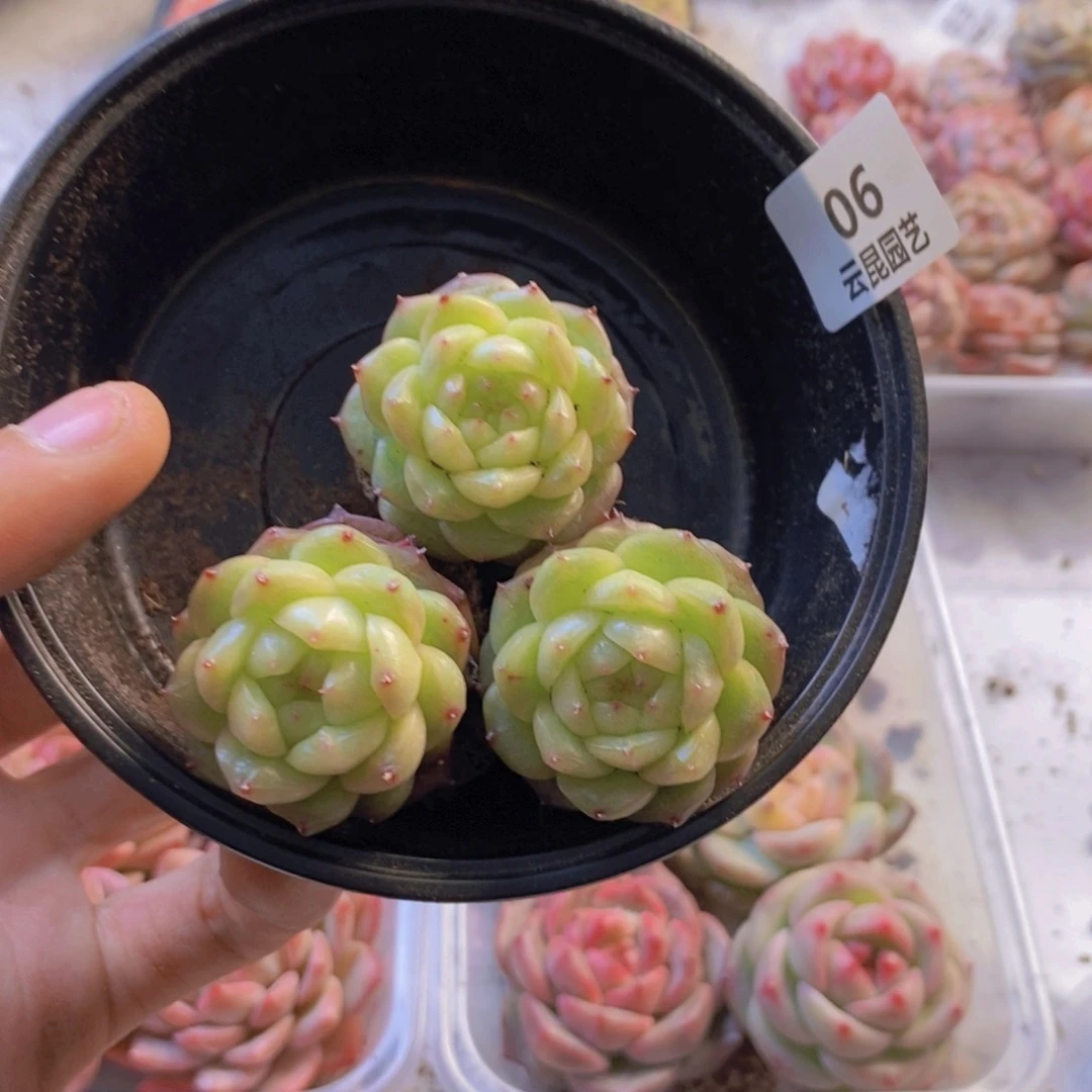 量拍。   06。   三颗