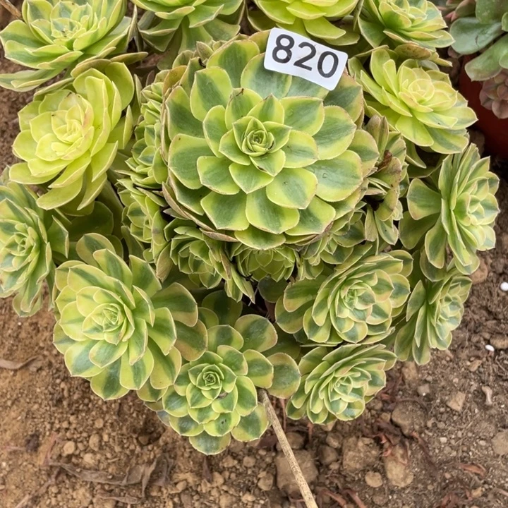 童***）无花朵820多肉植物雨荷