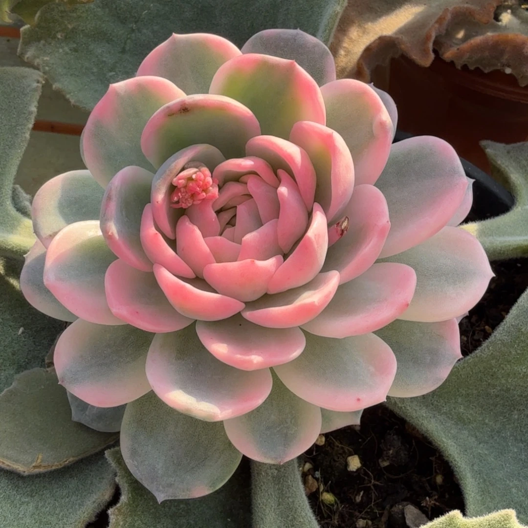 新品肉肉锦上园艺一物一拍