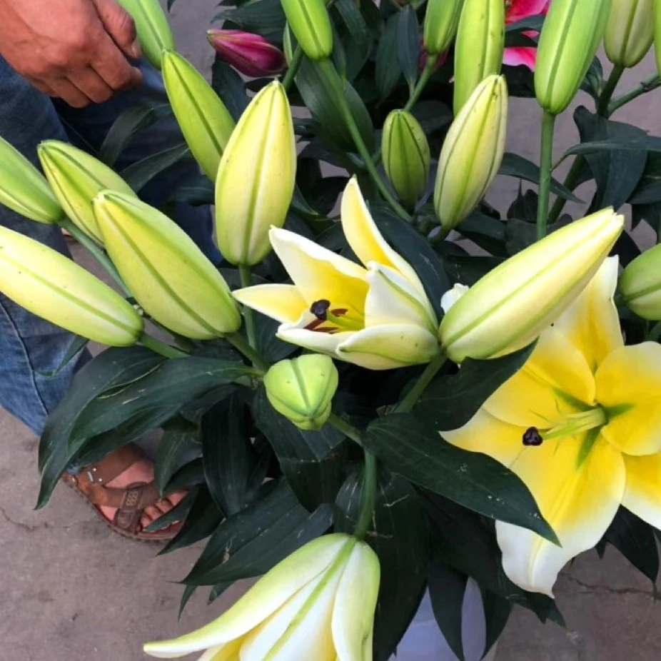 黄天霸云南斗南基地直发高品质香水百合香味浓，10个大花苞！不售后