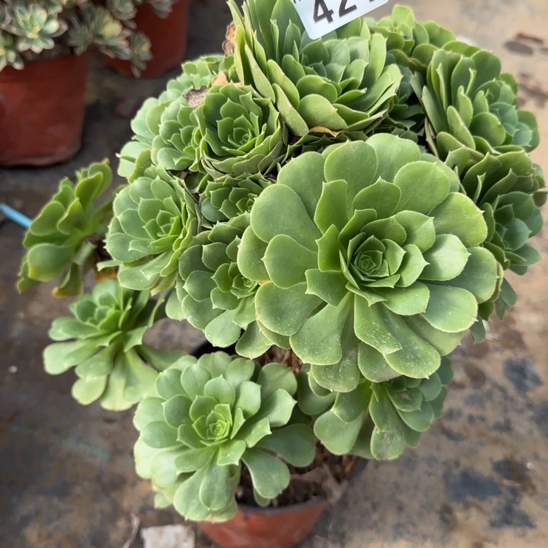 绿羊绒多肉421满28包邮断枝不包瑕疵