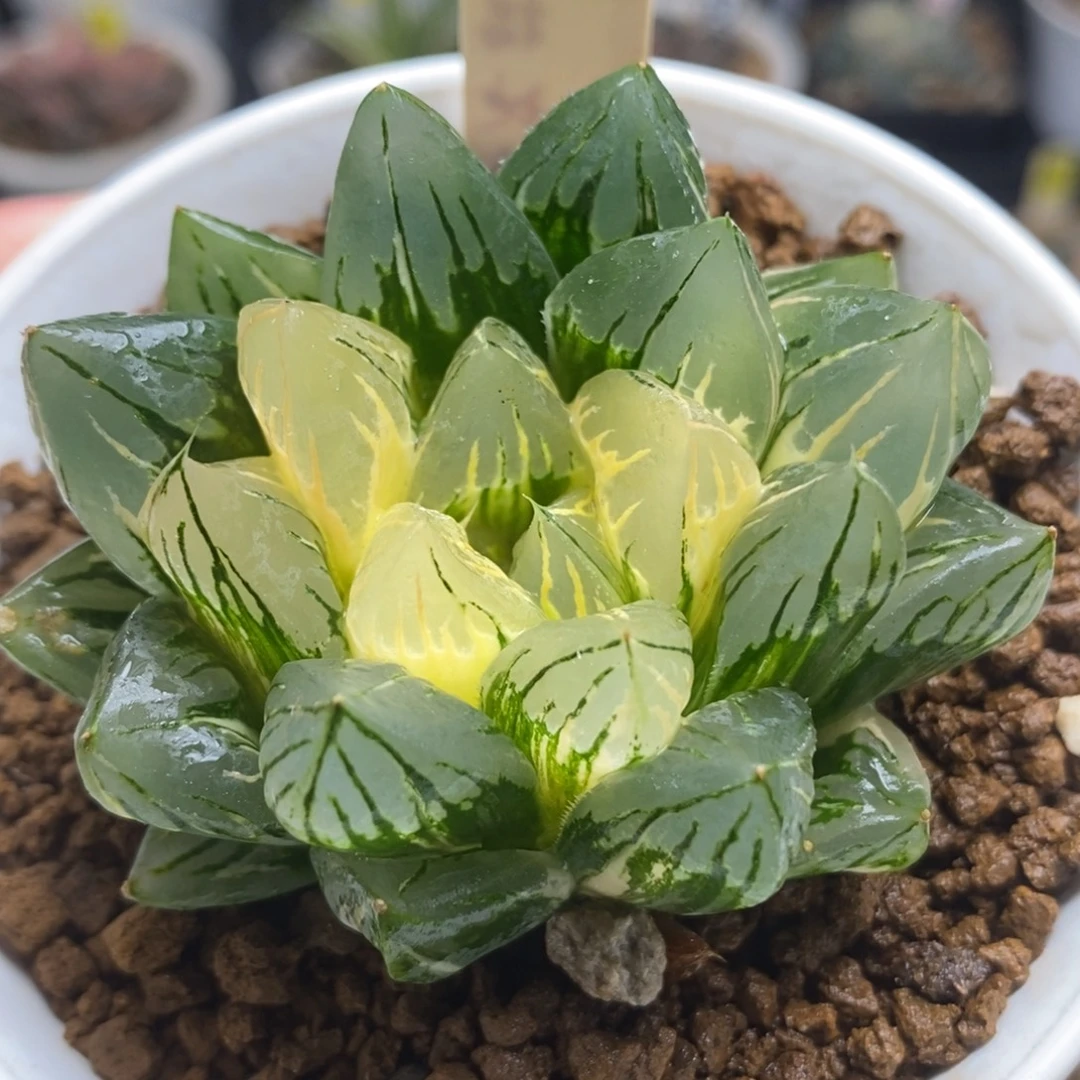 553花水晶玉露锦一物一拍