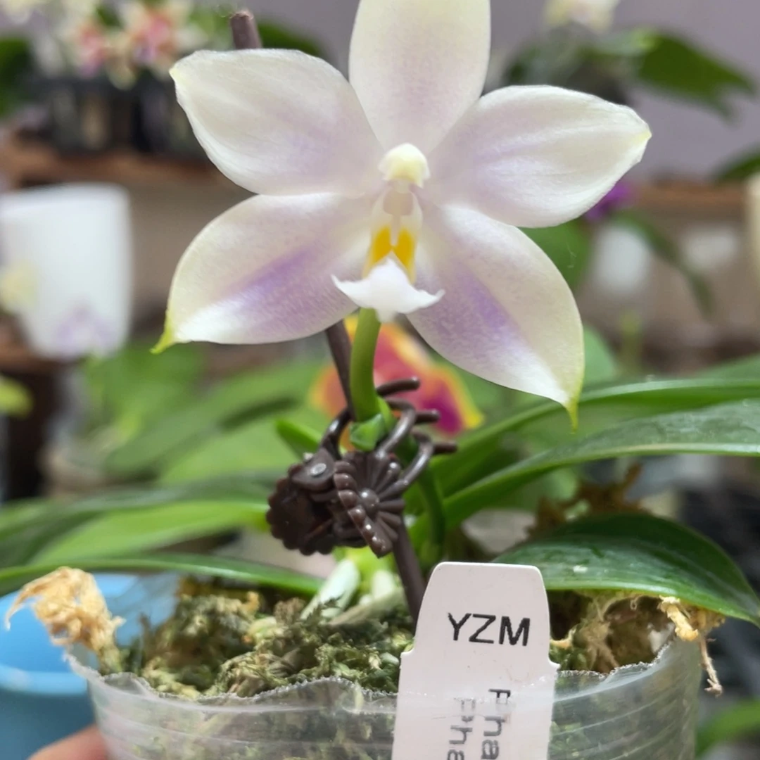 完全开放14叶瑕花期不保