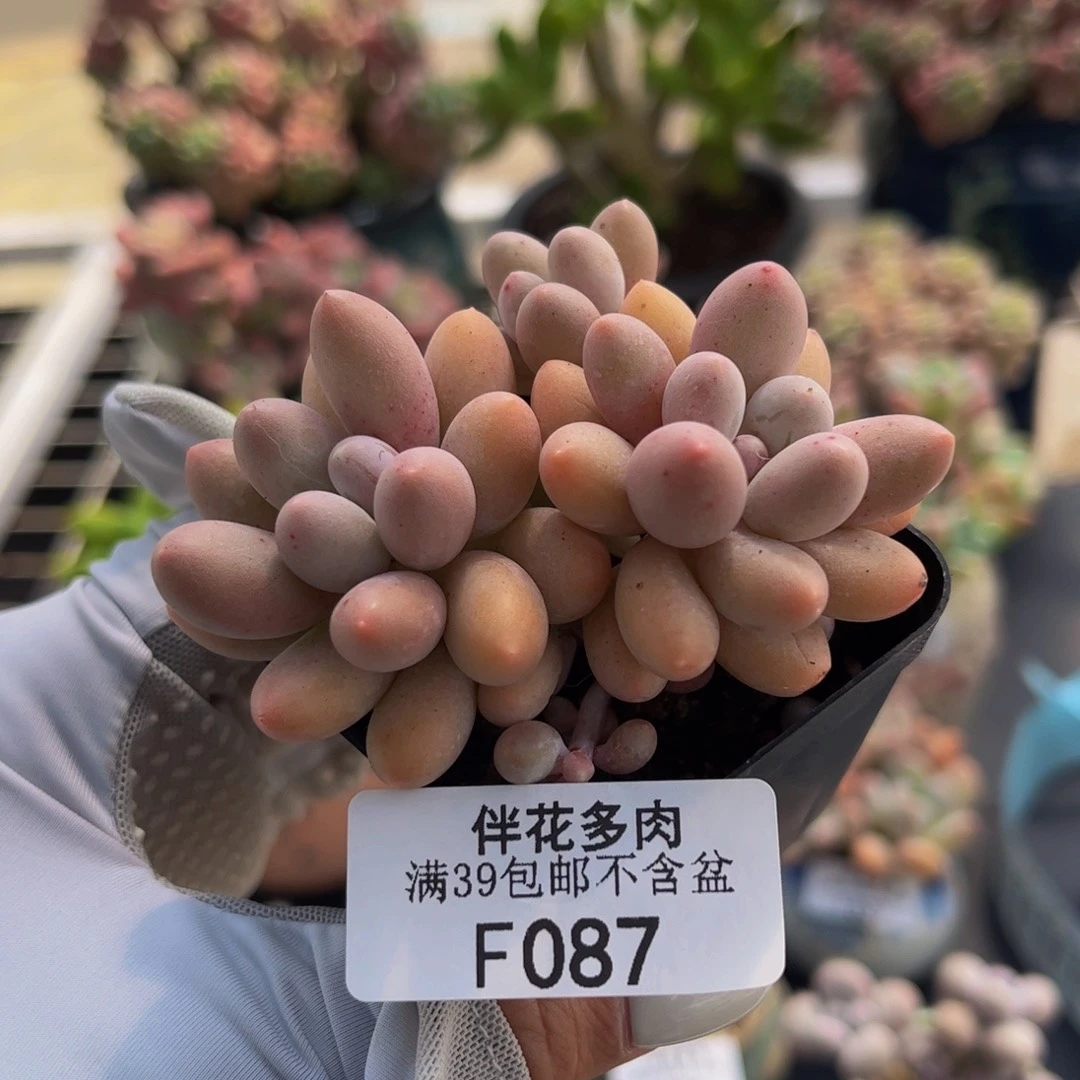 087-黄金手指奶酪6cm