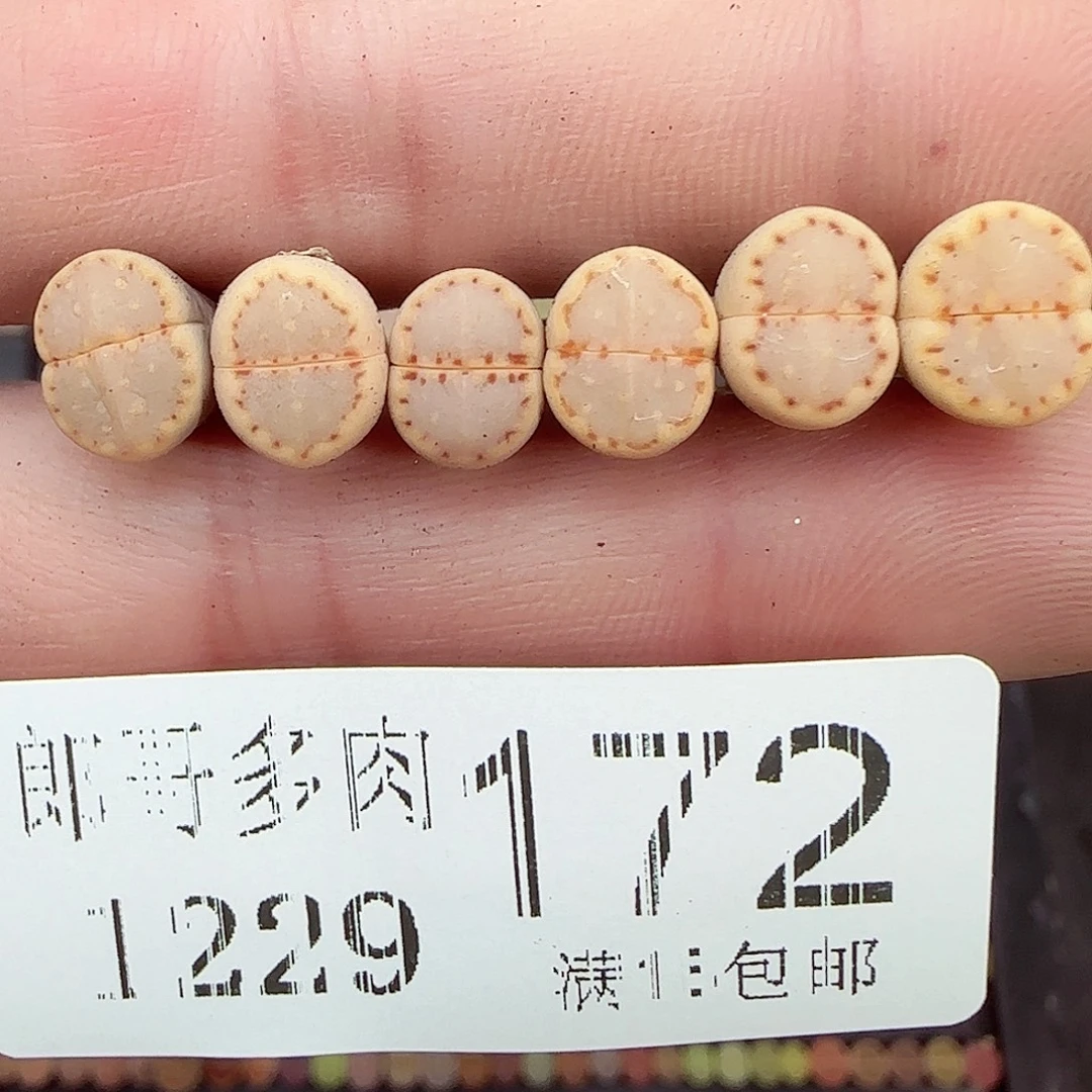 满满18包邮1229-172