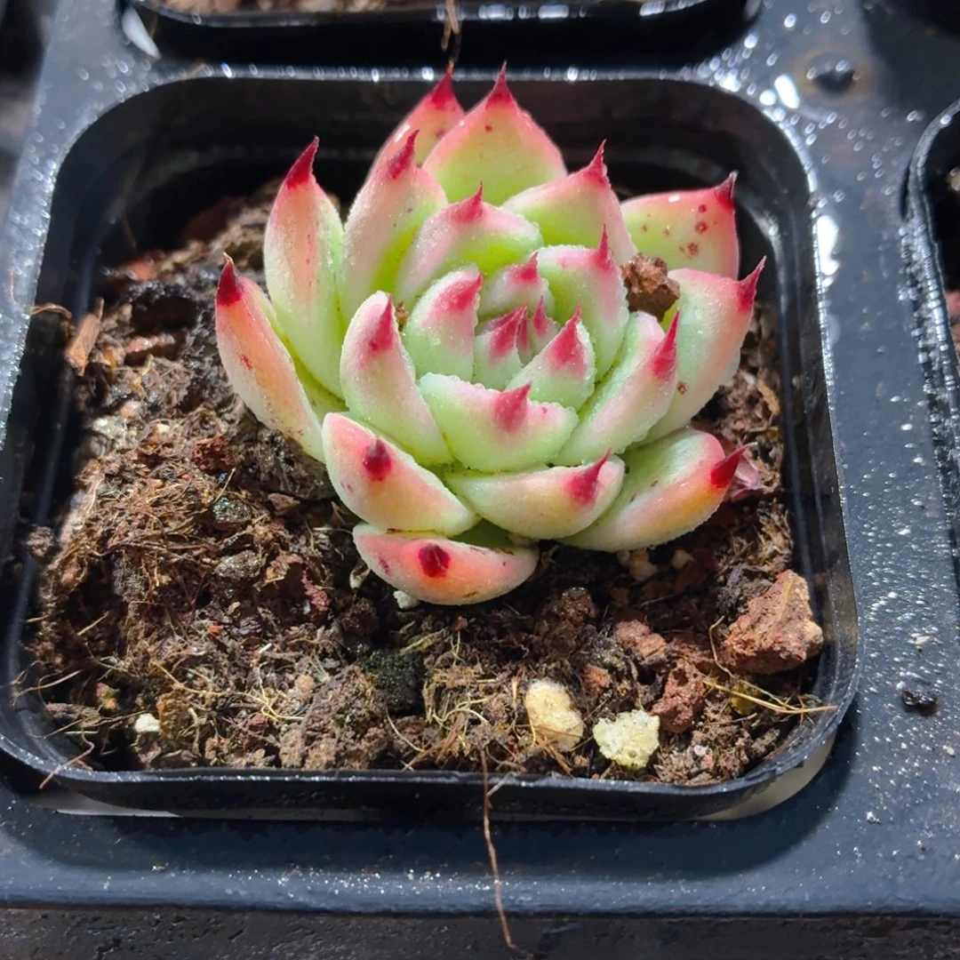 托斯卡多肉9.9包邮发货