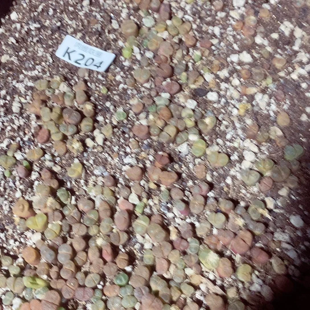 204风铃呃呃呃呃呃呃呃呃呃呃