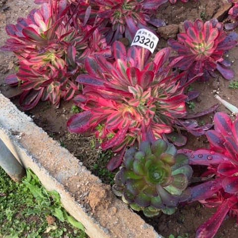 320美杜莎不包断枝