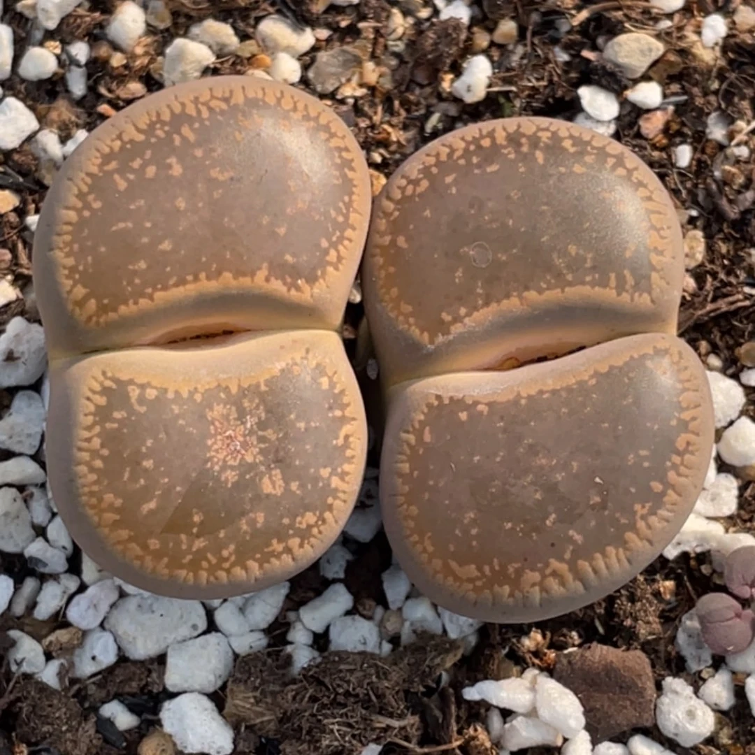 非偏远满20包邮981