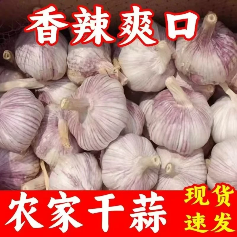 【纯干蒜】蒜农自种纯正晒干白紫皮蒜大蒜瓣蒜头蔬菜