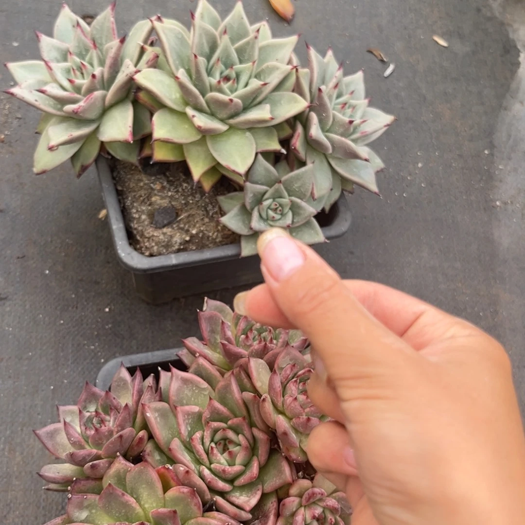 H***。塞丽娜，仙女杯多肉