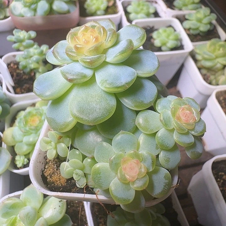 西米露群福利朵朵