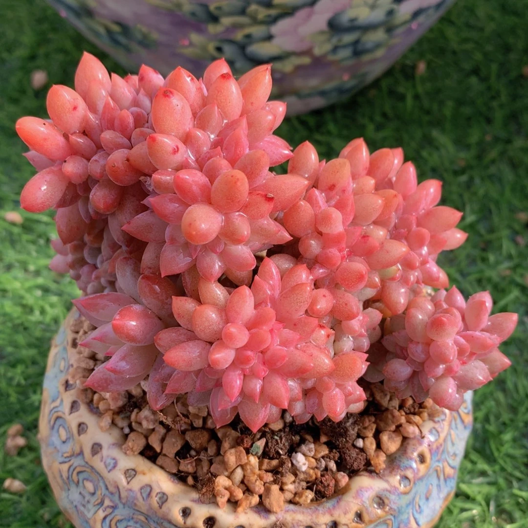 所罗门缀12 公分一物一拍