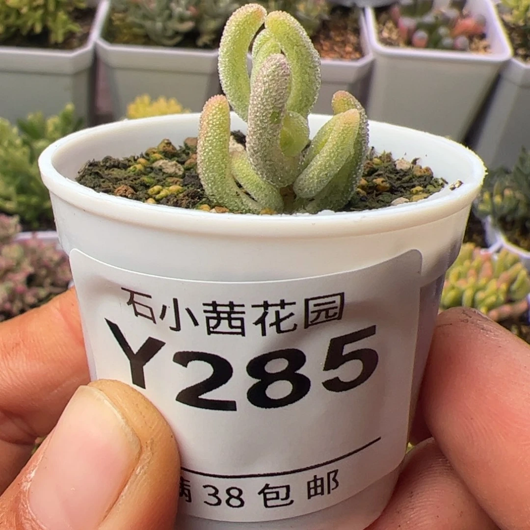 多肉植物枝干超白