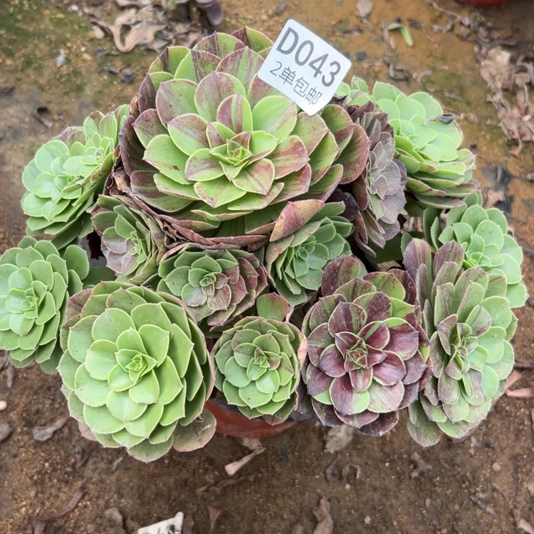 043多肉  花月夜福利款不包断头