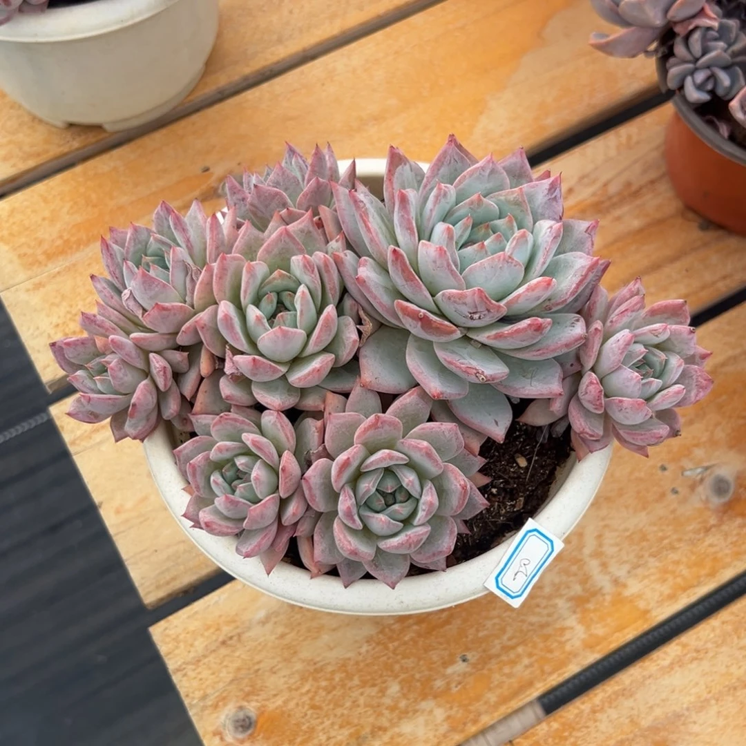 多肉植物多头粉蓝鸟