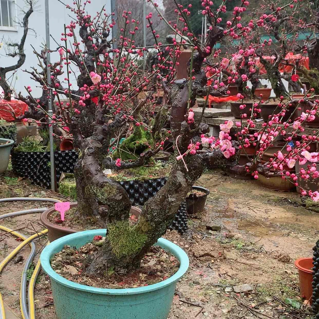 【闪购商品】梅花盆栽1111