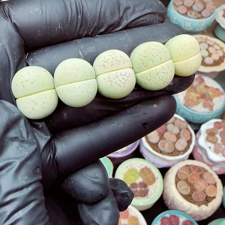 生石花满18包邮1223-53