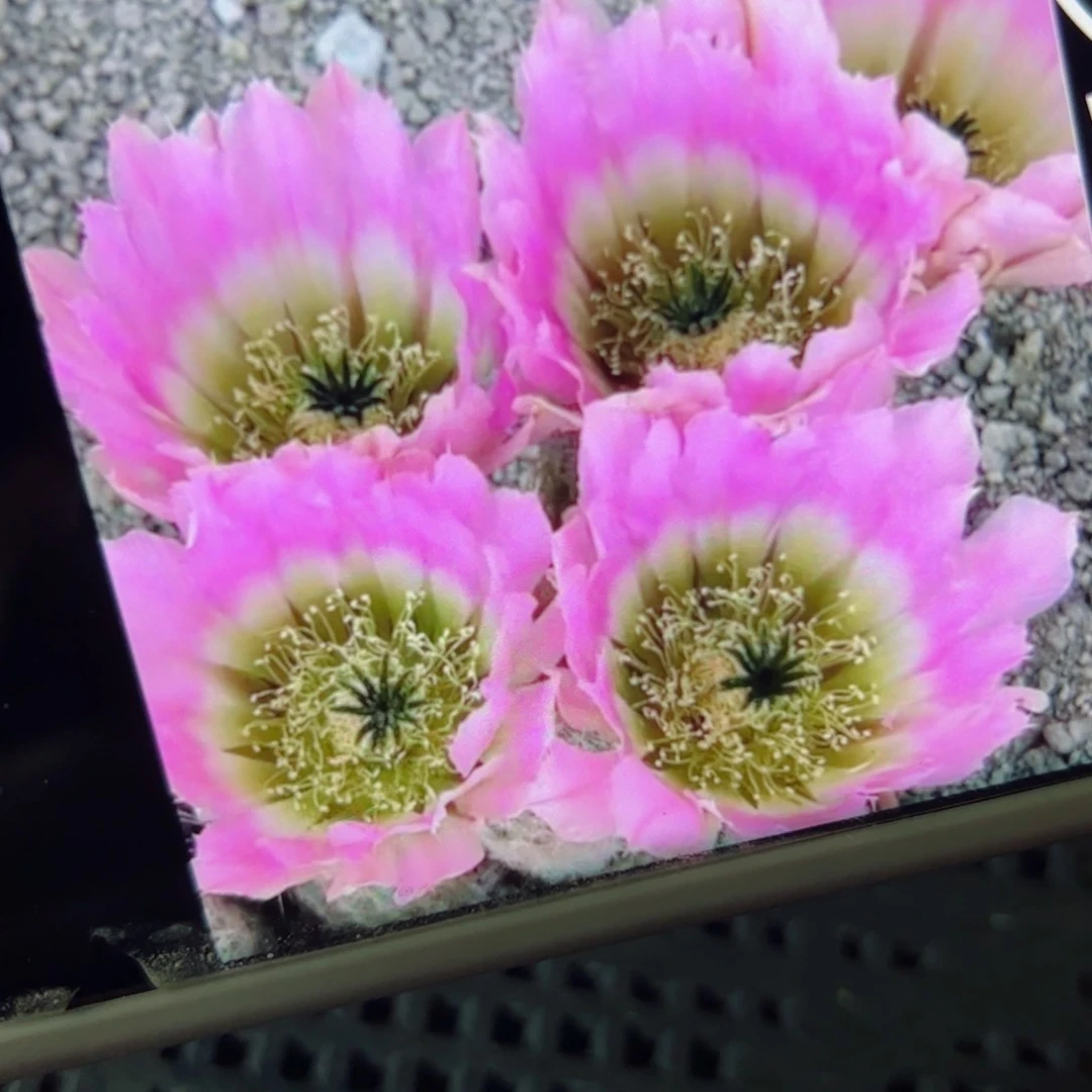 下70彩虹虾歪无根侧芽3公分左右20包邮